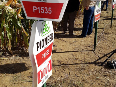 Dan polja Pioneer Križevci