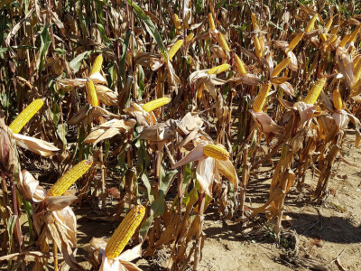 Dan polja Pioneer Križevci