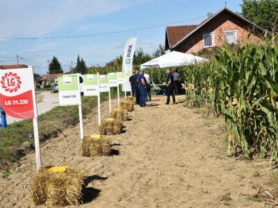 Dan polja kukuruza - Koprivnica