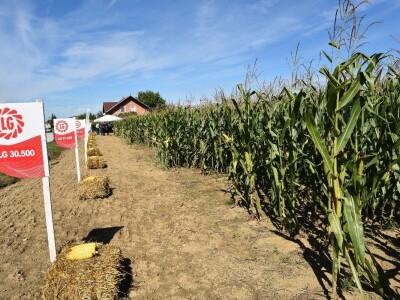 Dan polja kukuruza - Koprivnica