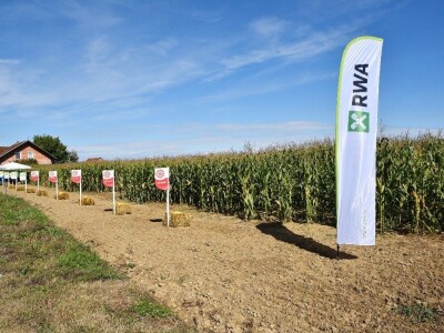 Dan polja kukuruza - Koprivnica