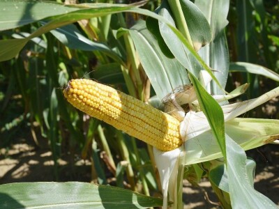 Dan polja kukuruza - Koprivnica