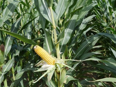 Dan polja kukuruza - Koprivnica