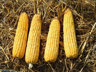 Dan polja kukuruza - Koprivnica