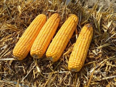 Dan polja kukuruza - Koprivnica