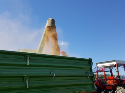 Dan polja kukuruza Pioneer u Španatu