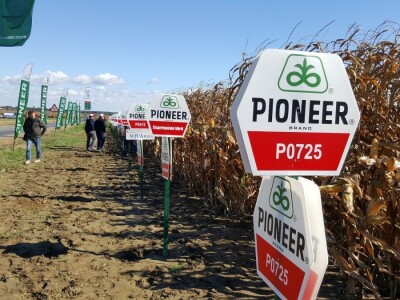 Dan polja kukuruza Pioneer u Španatu