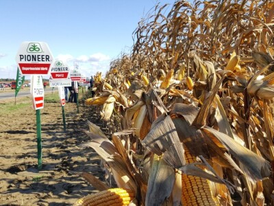 Dan polja kukuruza Pioneer u Španatu