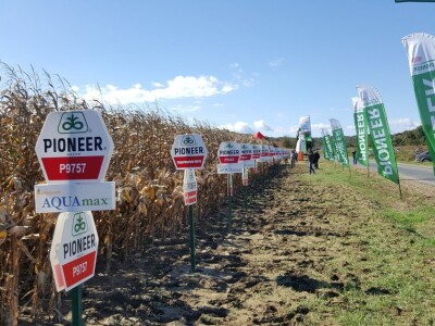 Dan polja kukuruza Pioneer u Španatu