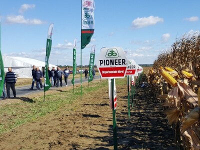 Dan polja kukuruza Pioneer u Španatu