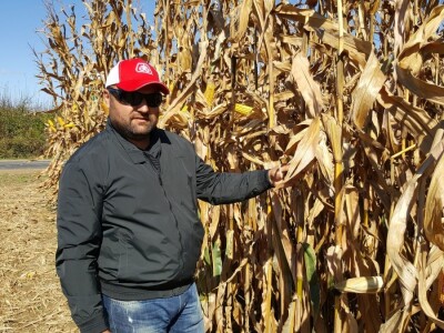 Dan polja kukuruza Pioneer u Španatu