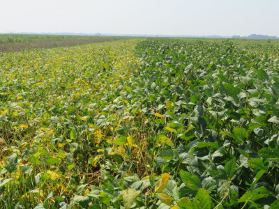 Dan polja kukuruza, soje i suncokreta.