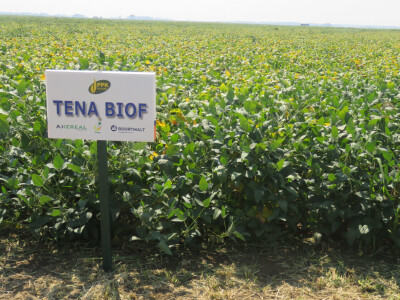 Dan polja kukuruza, soje i suncokreta.