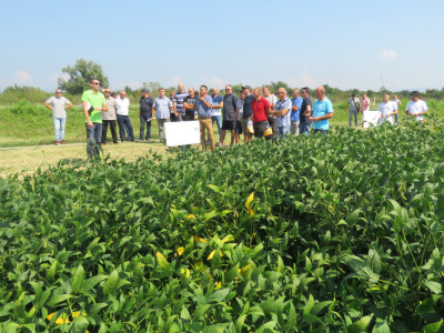 Dan polja kukuruza, soje i suncokreta.