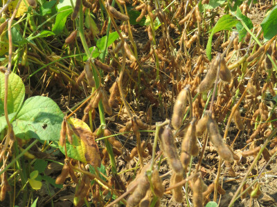 Dan polja kukuruza, soje i suncokreta.