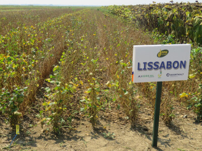 Dan polja kukuruza, soje i suncokreta.