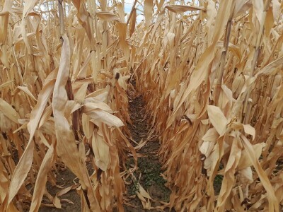 Dan polja kukuruza tvrtke Corteva na pokušalištu FAZOS-a