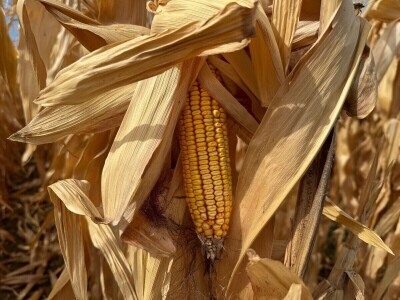 Dan polja kukuruza tvrtke Corteva na pokušalištu FAZOS-a