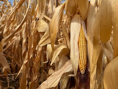 Dan polja kukuruza tvrtke Corteva na pokušalištu FAZOS-a
