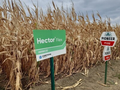 Dan polja kukuruza tvrtke Corteva na pokušalištu FAZOS-a