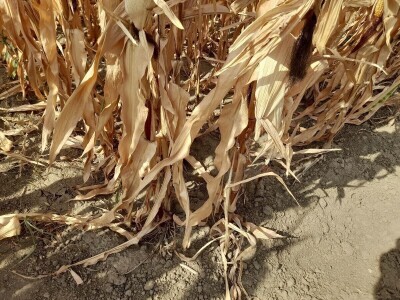 Dan polja kukuruza tvrtke Corteva na pokušalištu FAZOS-a