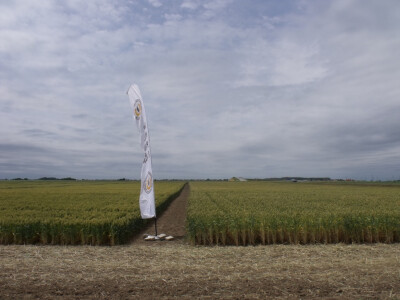 Dan polja pšenice i ječma