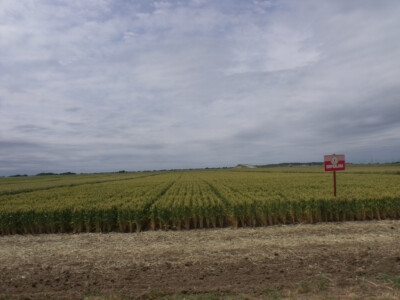 Dan polja pšenice i ječma