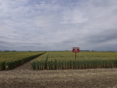Dan polja pšenice i ječma
