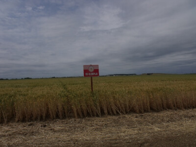 Dan polja pšenice i ječma