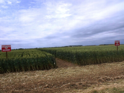 Dan polja pšenice i ječma