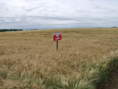 Dan polja pšenice i ječma