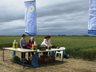 Dan polja pšenice i ječma