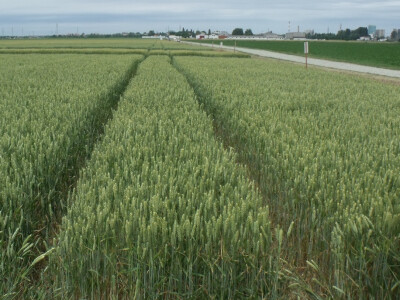 Dan polja pšenice i ječma