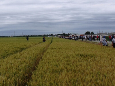 Dan polja pšenice i ječma