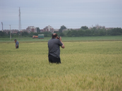 Dan polja pšenice i ječma