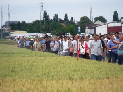 Dan polja pšenice i ječma