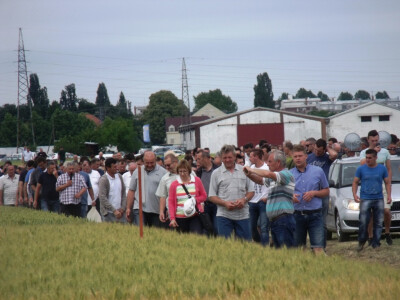 Dan polja pšenice i ječma