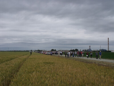 Dan polja pšenice i ječma