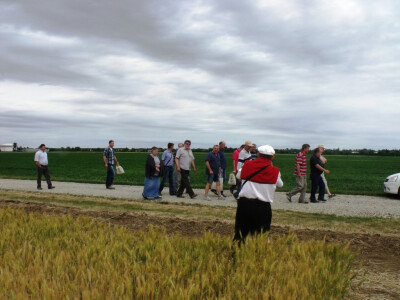 Dan polja pšenice i ječma