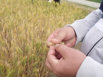 Dan polja pšenice i ječma