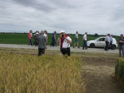 Dan polja pšenice i ječma