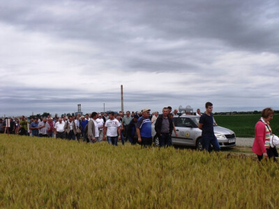 Dan polja pšenice i ječma