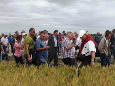 Dan polja pšenice i ječma