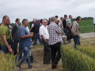 Dan polja pšenice i ječma