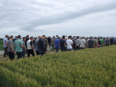 Dan polja pšenice i ječma