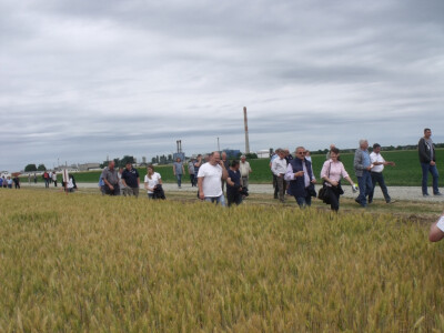 Dan polja pšenice i ječma