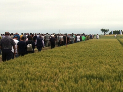 Dan polja pšenice i ječma