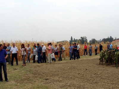 Dani polja Poljoprivrednog Instituta Osijek