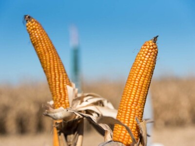 Dan polja Pioneer hibrida