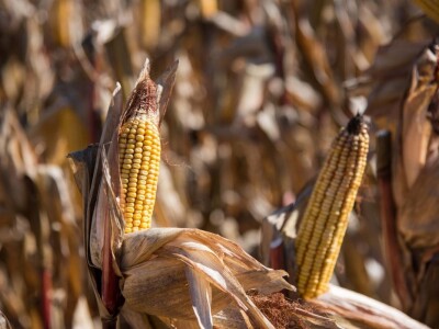 Dan polja Pioneer hibrida